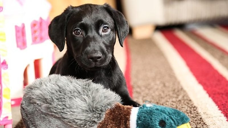 BBC Two says the series "will feature both adopted rescue and responsibly-bought puppies, that face a range of behavioural challenges a new puppy can present, from the first ever walkies to toilet training fails" Photo: BBC Two