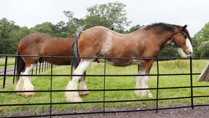 Muckross farms features 1930s-style farm houses and organic farming practices, using horses (Pic: RollingNews.ie)