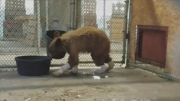 Bandaged and bruised, but expected to recover
