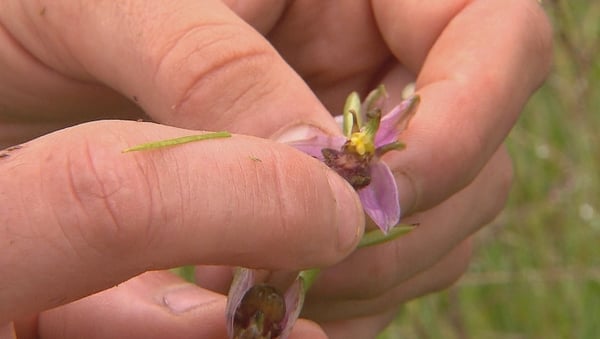 Horticulture student Sean Keane made the exciting find
