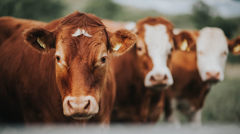 The agriculture sector saw a decline from 20 fatalities in 2023 to 12 last year, a fall of 40%