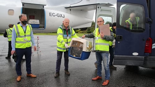 The latest chicks are between seven and ten weeks and have been plucked from the wild in the Trondheim area of Norway