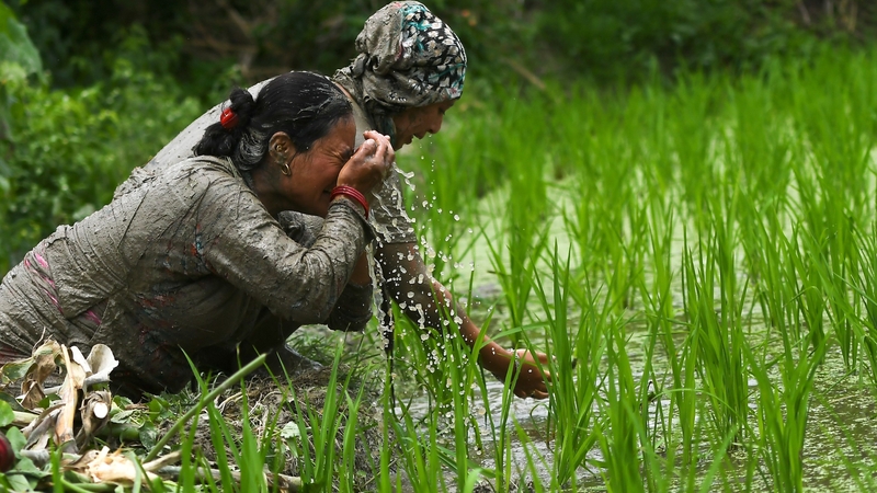 Traditional farming songs and laughter echoed in the air as farmers waded into waterlogged fields to sow green paddy