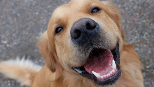August 26th marks International Dog Day.