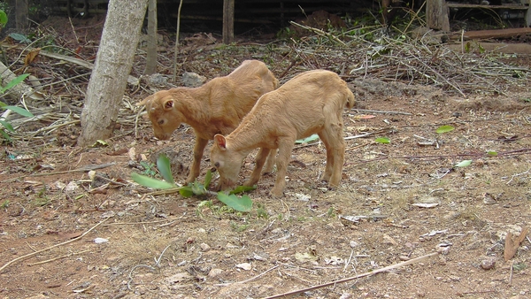 Domestic goat kids in Indonesia. Domesticated animals can provide intermediary hosts through which wildlife pathogens can spread to humans.
