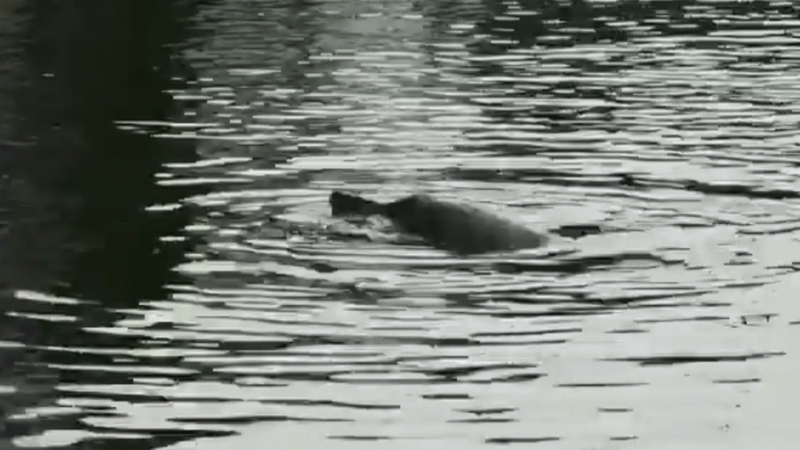 The Sowerby's beaked whale thrives in deep water
(Pics: Irish Whale and Dolphin Group)