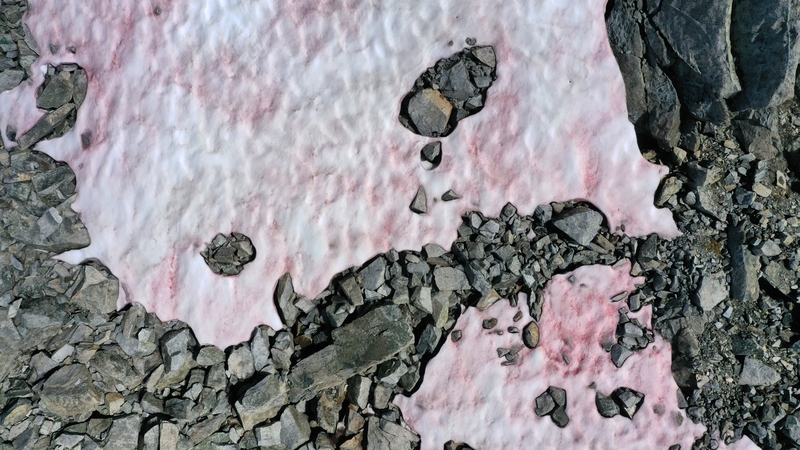 The pink snow is likely to have been caused by the Ancylonema nordenskioeldii plant which is also found in Greenland