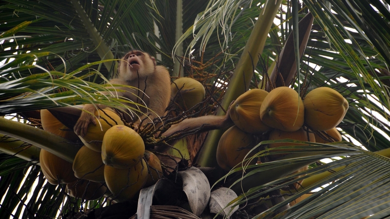 Thailand last year exported coconut milk worth 12.3 billion baht