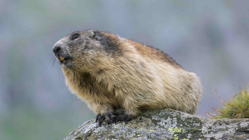 Public health officials have appealed to residents of the mountainous Tuva and Altai regions not to hunt or eat marmots (File image)
