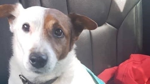 Jack, an 11-year-old Jack Russell, went missing from the garden of his home in Dublin