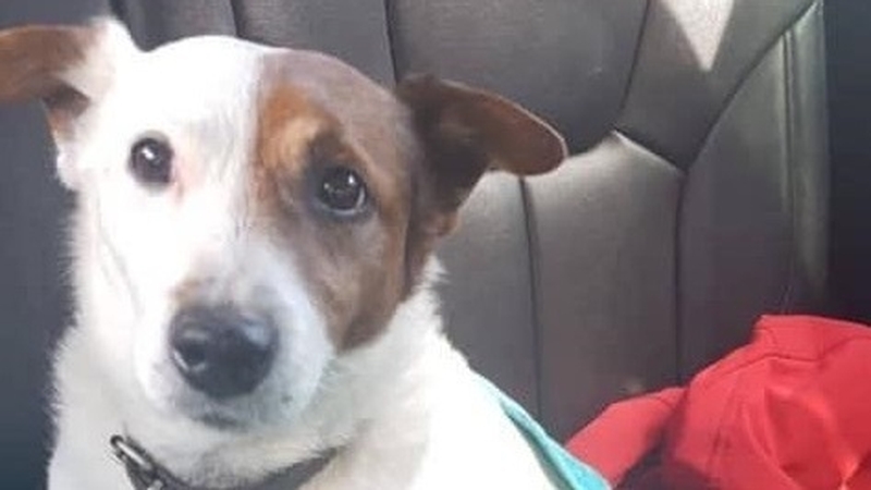 Jack, an 11-year-old Jack Russell, went missing from the garden of his home in Dublin