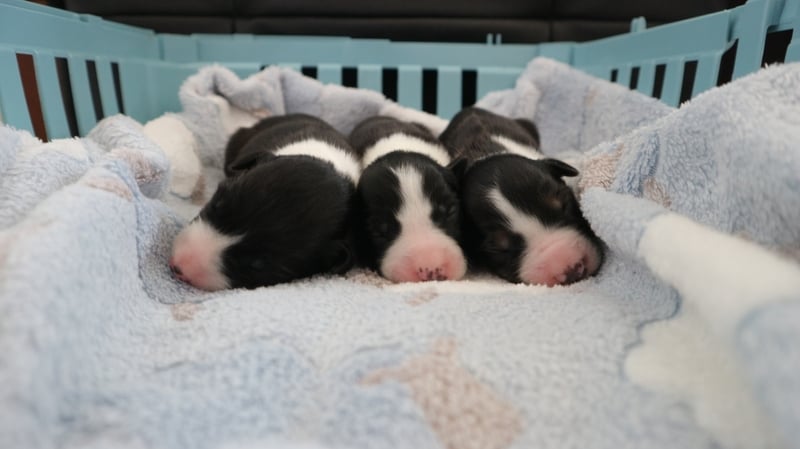 The puppies are being nursed back to health by ISPCA staff