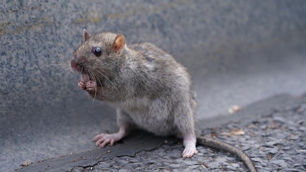 The HSE pest control unit reported 22,670 callouts in Dublin during the first five months of the year, which is 60% up on last year