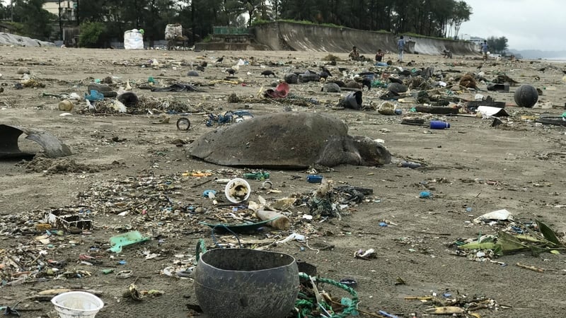Many of the turtles sustained injuries from being caught in the estimated 50 tonnes of waste floating in a 10km stretch along the coast