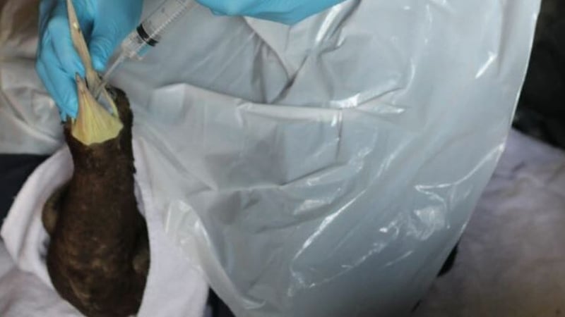 The Brown Bobby getting an injection of food at Kildare Animal Foundation