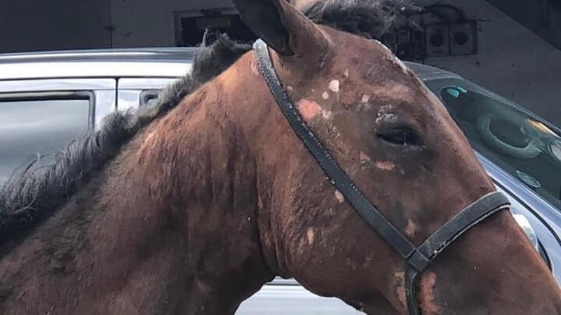 The DSPCA said the young stallion was suffering from burns on his face and neck with a burnt mane and eye lashes