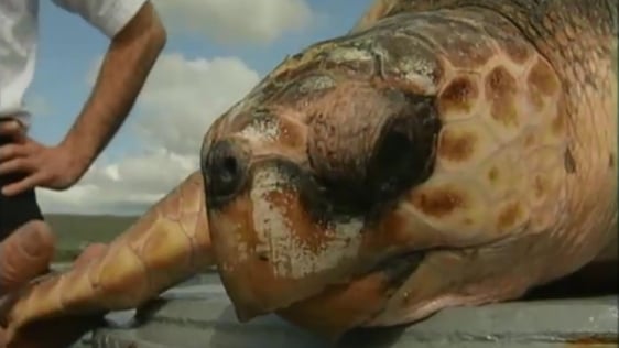 Tina Turtle in Dingle, 2000.
