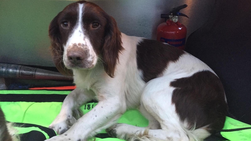 The owner of the 18-month-old springer spaniel is still unknown