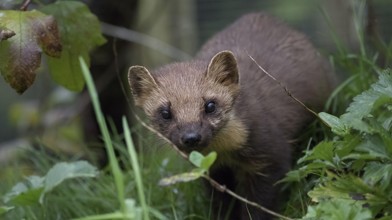 From raptors to rodents, these rewilding initiatives offer real hope.