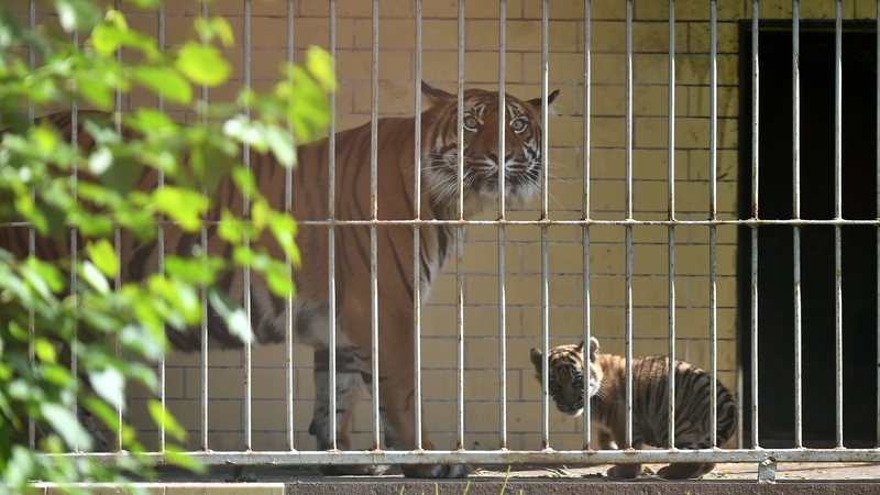 Nuri pictured with her newborn cub in the Wroclaw Zoo