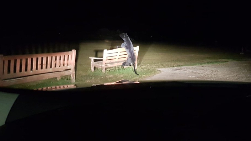 Officers arrived to find what looked at first glance like a black-furred big cat on a park bench but turned out to be a stuffed toy