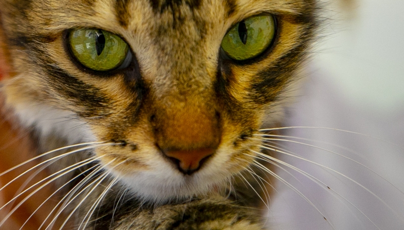 The British environment ministry said "all available evidence" suggested the cat had contracted the coronavirus from its owners (File pic)