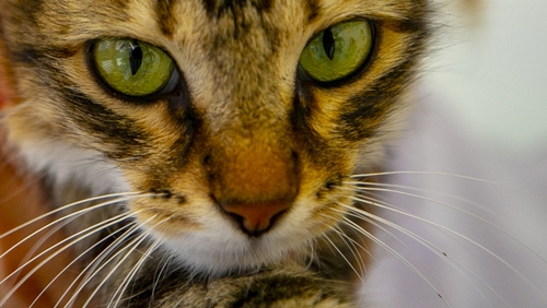 The British environment ministry said "all available evidence" suggested the cat had contracted the coronavirus from its owners, who had both tested positive for Covid-19 (File Pic)