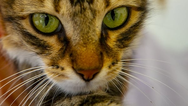 The British environment ministry said "all available evidence" suggested the cat had contracted the coronavirus from its owners, who had both tested positive for Covid-19 (File Pic)