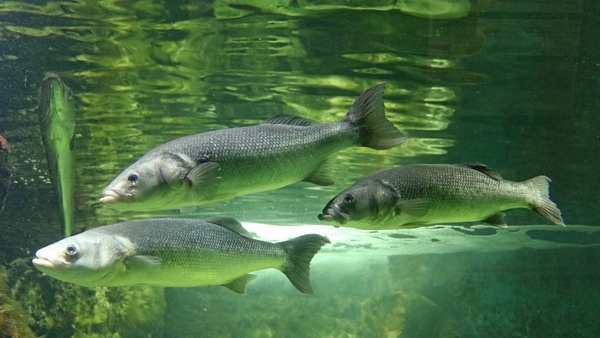 Galway Atlantaquaria - Fish Shapes