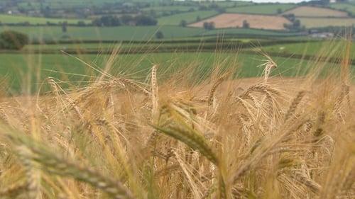 Since the early 1980s, there has been a 42% fall in the amount of land used for growing crops