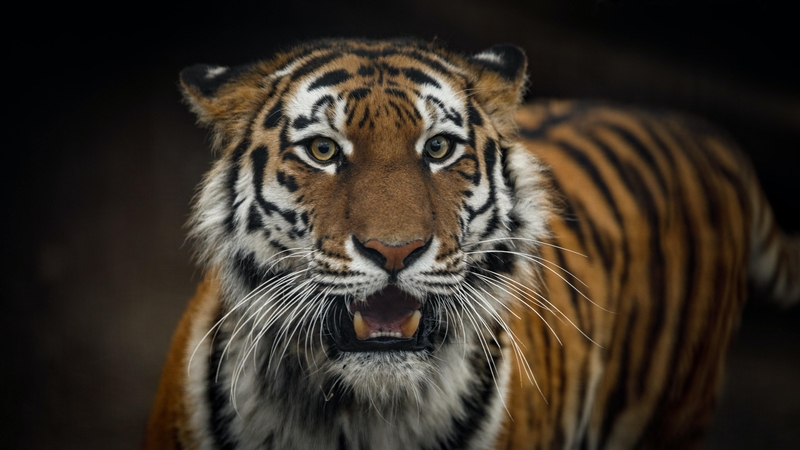 King of the jungle, and of our hearts.