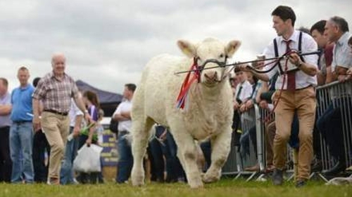 Niall and Brendan Canning in action at Tullamore Show with All Ireland winner Sagesse Martha
