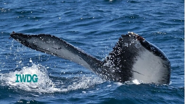 Let's learn about humpback whales