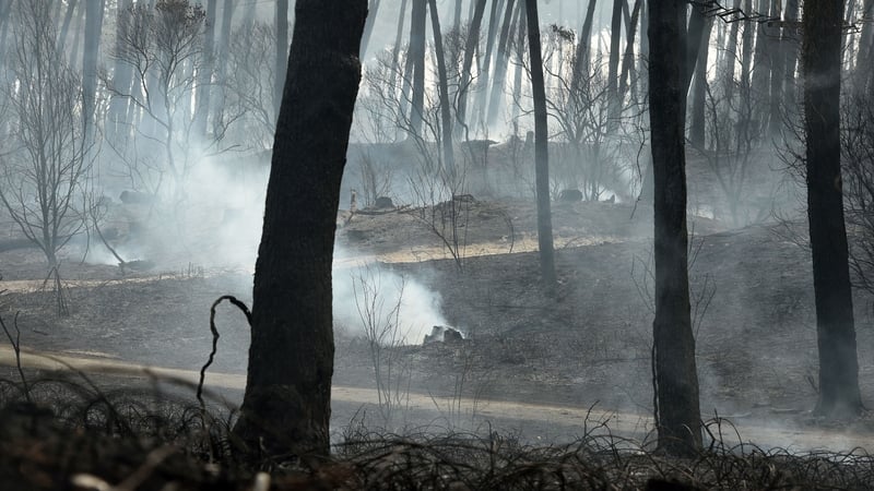 The fire erupted in Chiberta forest park in southern France yesterday