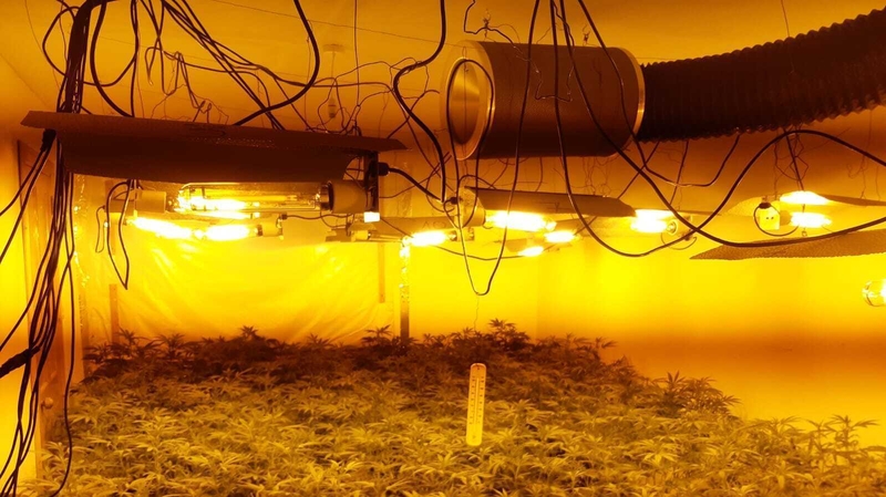 Cannabis plants and herb worth an estimated €50,000 was seized