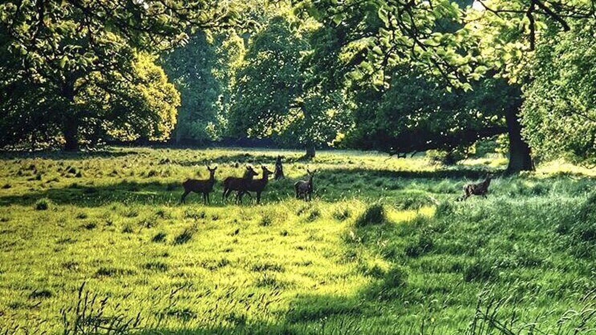 Rewilding of Dunsany Nature Reserve