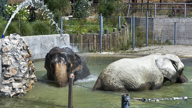The high temperatures have reached eastern Europe as elephants enjoy the cool water in Skopje Zoo, Macedonia