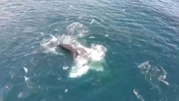 'Boomerang' the humpback whale - tagged as HBIRL3 - was first recorded in waters off west Cork in 2001