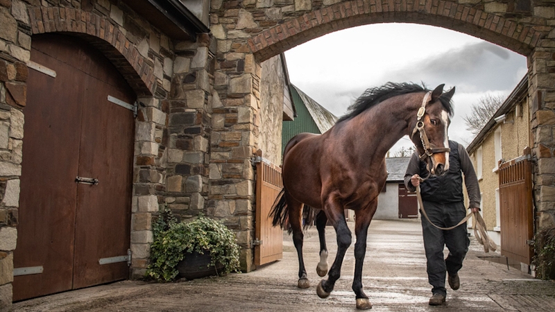 Workforce, one of five national hunt stallions standing at Knockhouse Stud, Co. Kilkenny