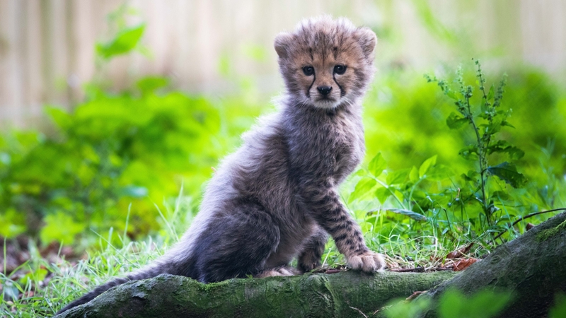 The cubs, born in June, have started to come out of their den