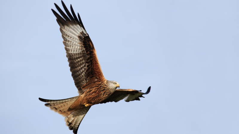 A red kite in flight. Photo: Andrew Kelly