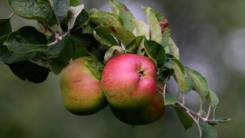The apples are used to make chutneys, which are sold at the Oasis Tea Room