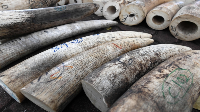 The destruction was timed to coincide with World Elephant Day