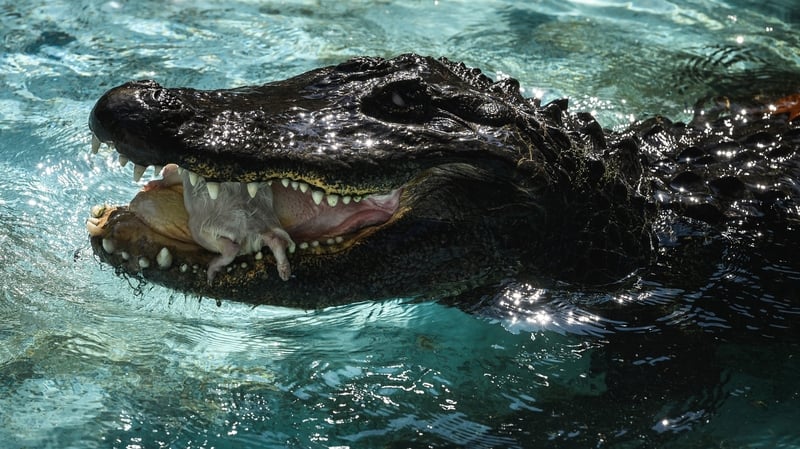 Muja has survived bombings during World War II that killed many animals in the zoo, along with six zookeepers