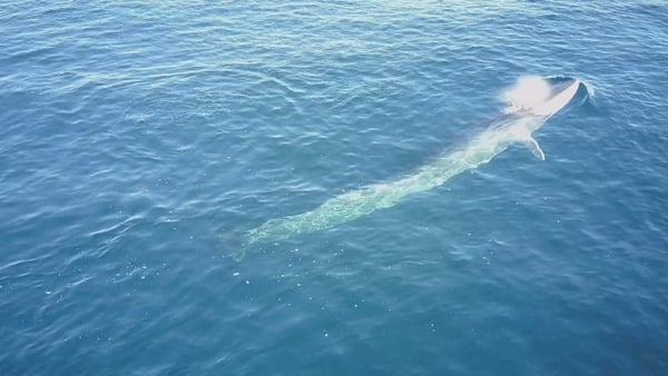 World's 2nd largest species caught on camera off Cork