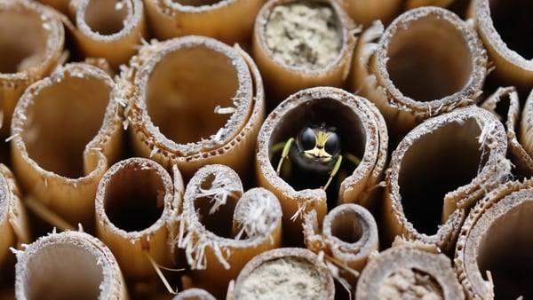Build your own bug hotel