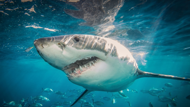 It is believed Mark Rapley's wife was bitten by a great white shark (file image)