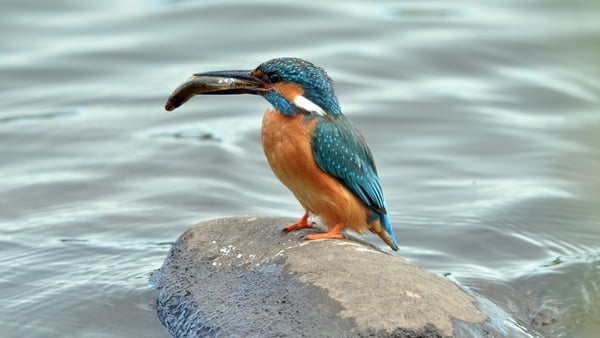 A flash of electric blue!