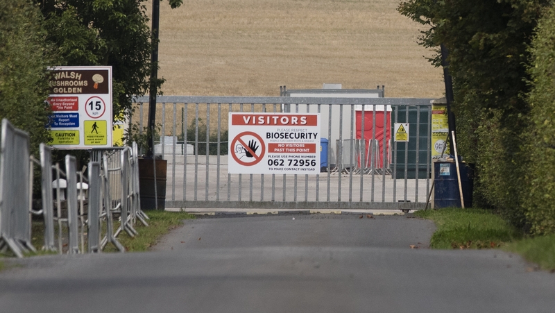Walsh Mushrooms employs 170 people at its premises outside the village of Golden (Pics: RollingNews.ie)