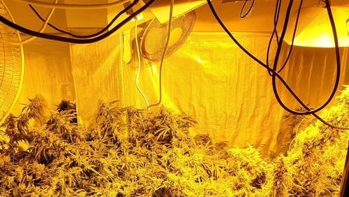 Gardaí released images of the suspected cannabis growhouse